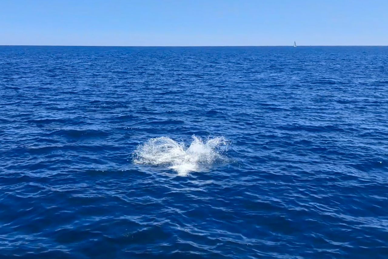 Delfini nell''Adriatico del Nord